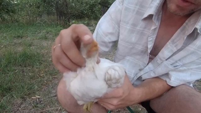 Воспаление зоба у цыпленка смотреть онлайн