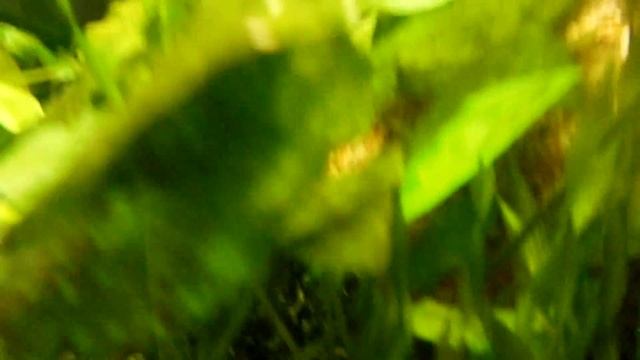 Кормление аквариумных рыб наживками для рыбалки. смотреть онлайн