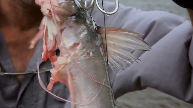 Goliath Tiger Fish Outwits Jeremy Wade | TIGERFISH | River Monsters смотреть онлайн