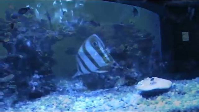 Palma Aquarium. смотреть онлайн