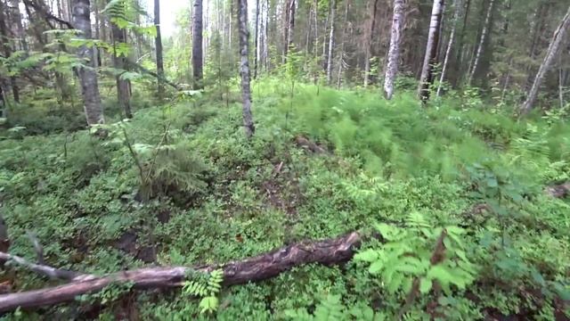 Отановились наобум и накопали ТОННУ МЕТАЛЛА. Северная МАЛИНА. Ночь в ТАЁЖНОЙ ИЗБЕ. смотреть онлайн