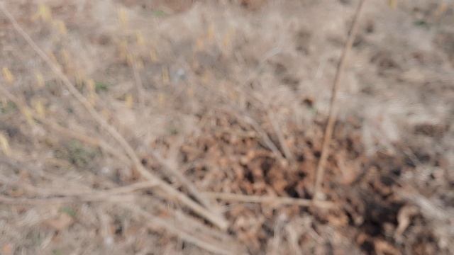 ФУНДУК . ВЕСЕННЯЯ ОБРЕЗКА смотреть онлайн