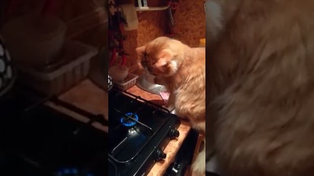 Рыжий Кот жарит лапу смотреть онлайн