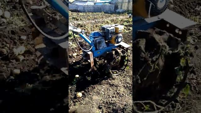 Лучшая простая картофелекопалка для мотоблока Нева. Primitive potato Digger mini. смотреть онлайн