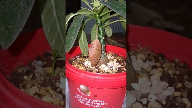 Dorstenia Foetida, first time to have baby from seed beside its mother in 1 pot смотреть онлайн