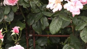 роза кис ми кат, плетистый сорт, питомник роз полины козловой rozarium.biz , rose KIS mi kat