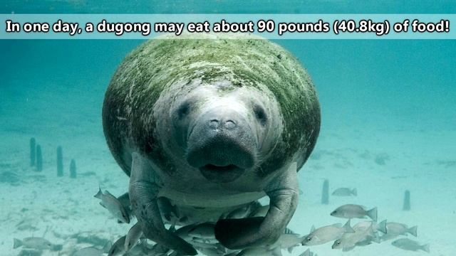 Dugong Facts: The ORIGINAL MERMAIDS ? Animal Fact Files