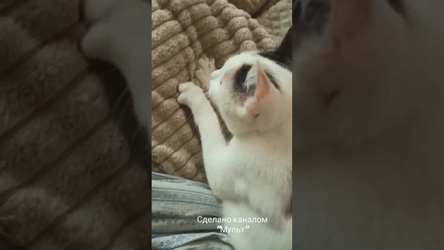 Кошка делает массаж #cute #cat #кошка #catlover #funny #animal #duet #мульт смотреть онлайн
