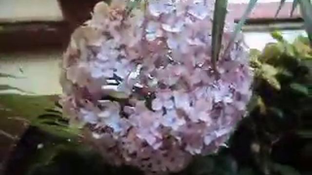 Dictamen,Betacaroteno,Vitamina,Luteina,Oponencia,Ponencia,Periódico,Obrero,Boliviano,Futb,Sala,Saló смотреть онлайн