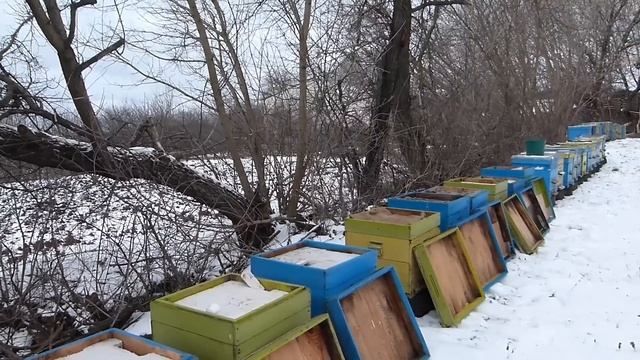 Проблемная зимовка пчелосемей