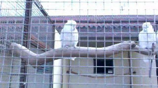 Соломонов какаду смотреть онлайн