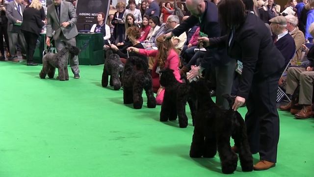 Kerry Blue Terriers on Crufts 2017 смотреть онлайн