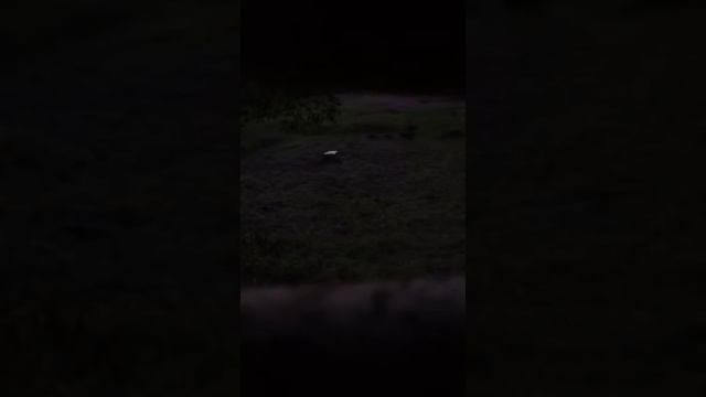 Кабаны на кормушки! 22:14 выход с леса на поля смотреть онлайн
