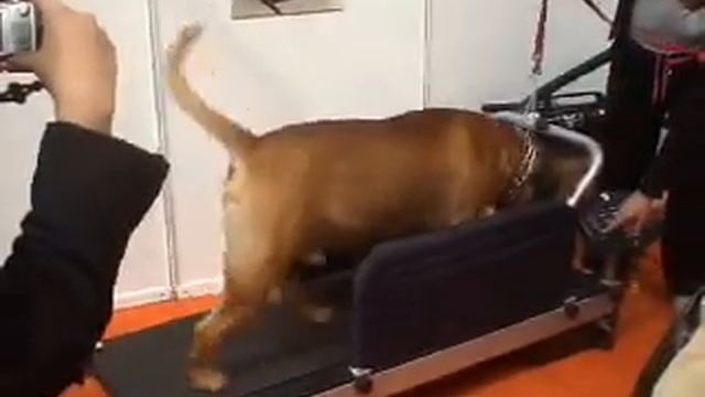 Тренировка на беговой дорожке X-Pet смотреть онлайн
