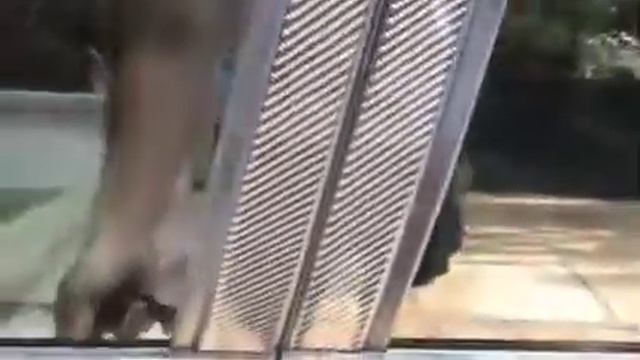 Nissan Primera GTIR-Powered Walkaround смотреть онлайн