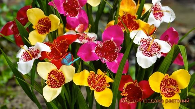 Тигридия обыкновенная Смесь окрасок ? обзор: как сажать, луковицы тигридии Смесь окрасок