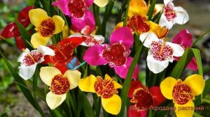 Тигридия обыкновенная Смесь окрасок ? обзор: как сажать, луковицы тигридии Смесь окрасок