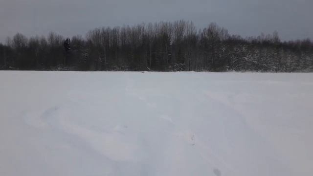 Охота с Альтой 31.01.19. смотреть онлайн