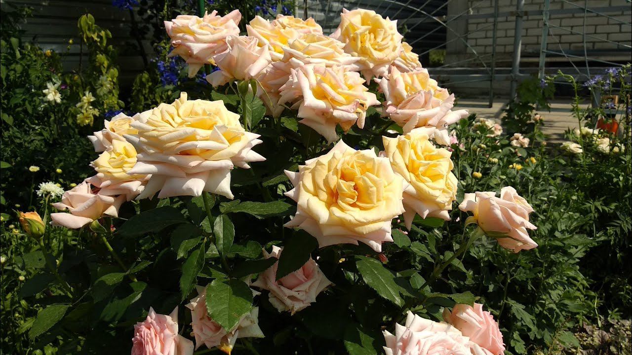 Трипсы - почему не работают системные препараты. Ответы на вопросы - показываю на розах. смотреть онлайн