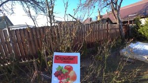 Саженцы роз. Обработка роз весной от болезней