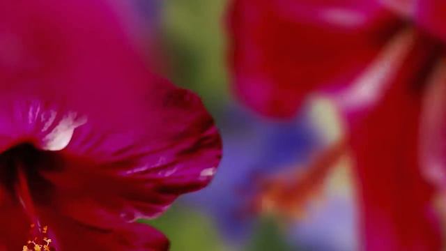 Costa Rica Elevated смотреть онлайн