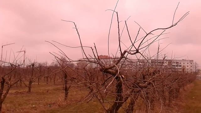 Обрезка сада.Инсти
тут садоводства. г.Киев. смотреть онлайн