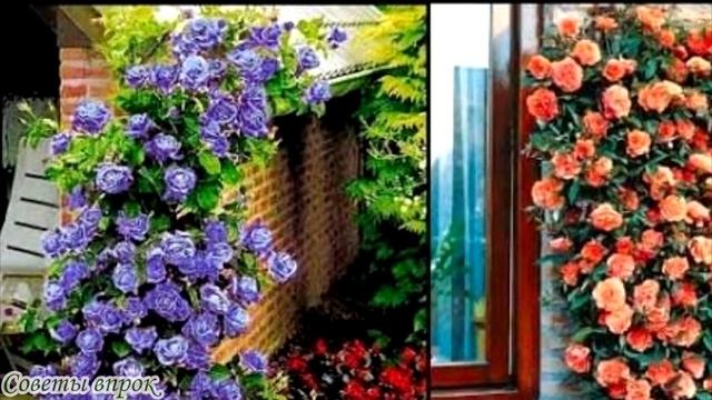 15 пестрых клумб, которые украсят сад на весь сезон➤Как украсить клумбу➤СУПЕР КРАСИВАЯ КЛУМБА смотреть онлайн