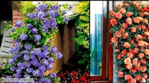 15 пестрых клумб, которые украсят сад на весь сезон➤Как украсить клумбу➤СУПЕР КРАСИВАЯ КЛУМБА