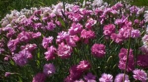 Садовые цветы (гвоздика травянка)