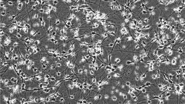 Способен ли искусственный интеллект мыслить как человек смотреть онлайн