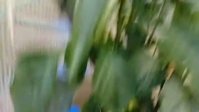 07082020 гидропоника на даче смотреть онлайн