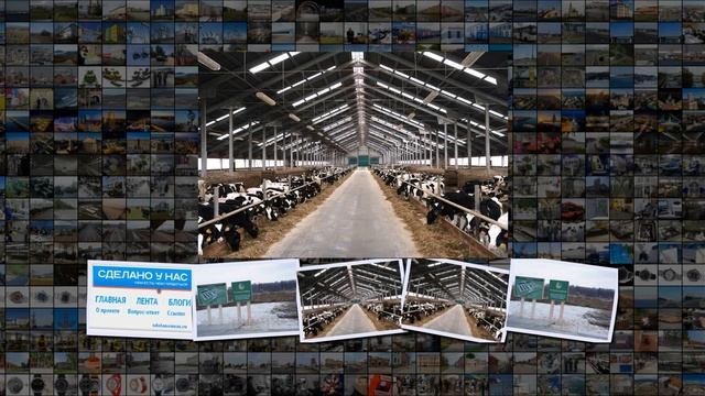 В Калининградской области начато строительство молочного комплекса на 3600 голов КРС смотреть онлайн
