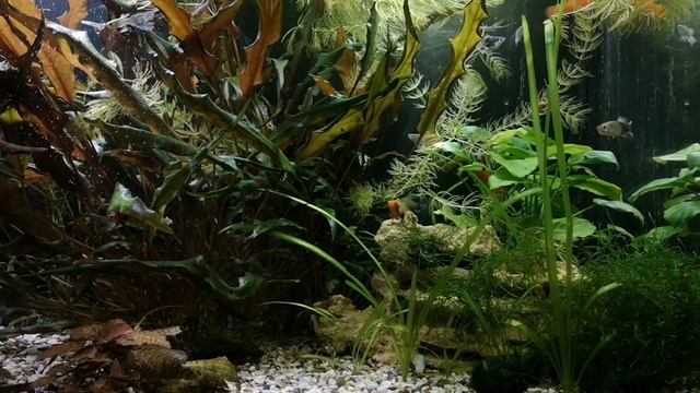 КРАПЧАТЫЙ СОМИК. КОРИДОРАС. СОДЕРЖАНИЕ И РАЗВЕДЕНИЕ В АКВАРИУМЕ смотреть онлайн