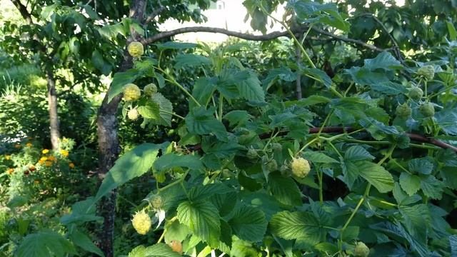 Жёлтая малина сорт " сластена ". Ленинградская область. смотреть онлайн