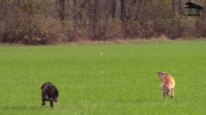 Охота на зайца с борзыми. 7 часть . Сезон 2023-2024г