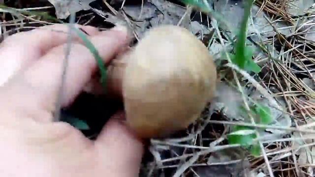 Обабки-2017-2 смотреть онлайн