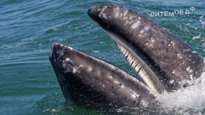 Кит. Энциклопедия для детей про животных. Море