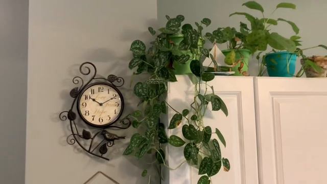 The Care and Keeping of Scindapsus Pictus | Silver Satin a Pothos Light and Water Requirements