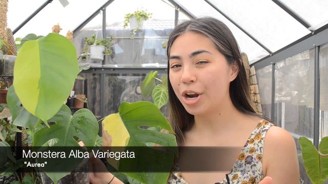 Plant Trades & Haul | Sam's Greenhouse смотреть онлайн