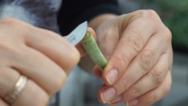 Как Укоренить Черенки Адениума и Олеандра... смотреть онлайн