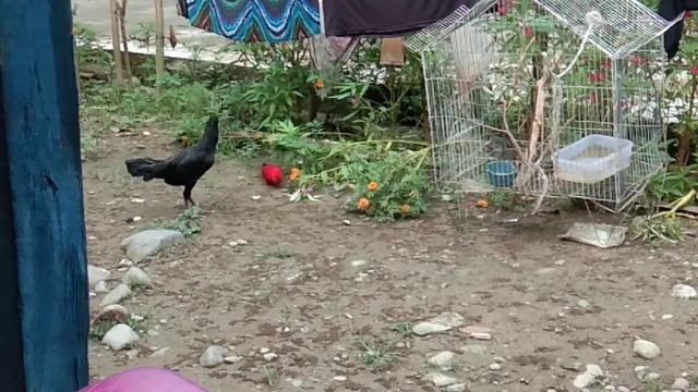 Nuri Merah | Red Lory | Super Funny смотреть онлайн