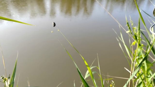 ПОЕХАЛИ С ЖЕНОЙ НА РЫБАЛКУ .ПОЙМАЛИ ТОЛСТОЛОБА. Встретили огромного АЛАБАЯ! смотреть онлайн