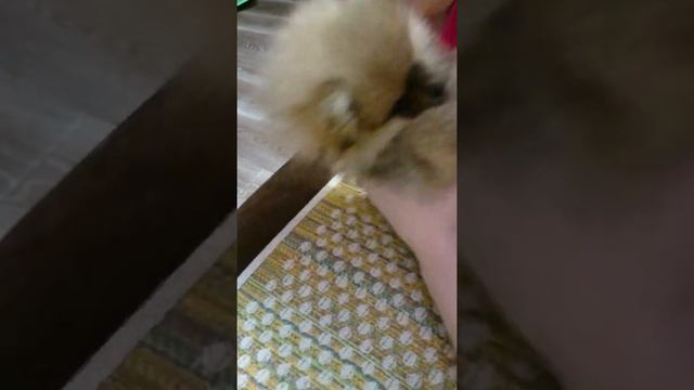 Шпиц мишка помиранский шпиц