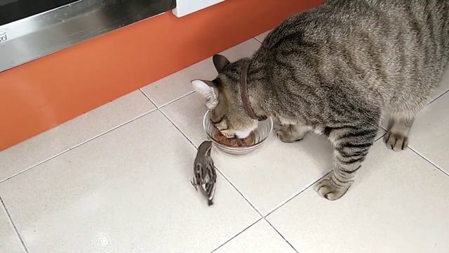 Невероятно! Мой кот подружился с воробьем. смотреть онлайн