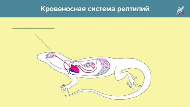 Класс Пресмыкающиеся, или Рептилии смотреть онлайн