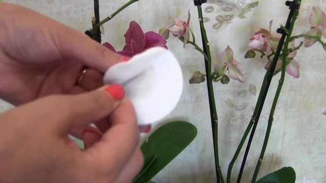 Как заставить цвести орхидею смотреть онлайн