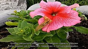 Дэдди — одна из самых крупных петуний