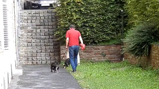 Как соблюдают чистоту в Австрии. How to keep clean in Austria. смотреть онлайн
