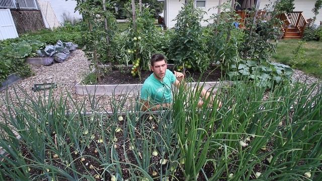 My Top 3 Tips To Growing Giant Organic Onions смотреть онлайн