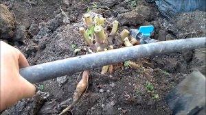 Якон.Отличный результат.6 кг.корнеплодов с куста.Витаминами на зиму обеспечены.